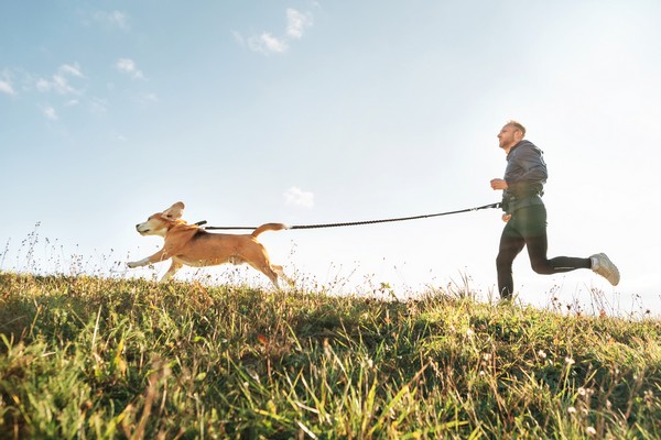 Canicross Training beim schnellen Laufen: Sportler zieht mit Hund am Zuggeschirr durch den Wald.